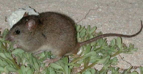 最崩潰的事實!科學家證實已於 2019 年絕種的動物 ảnh 2