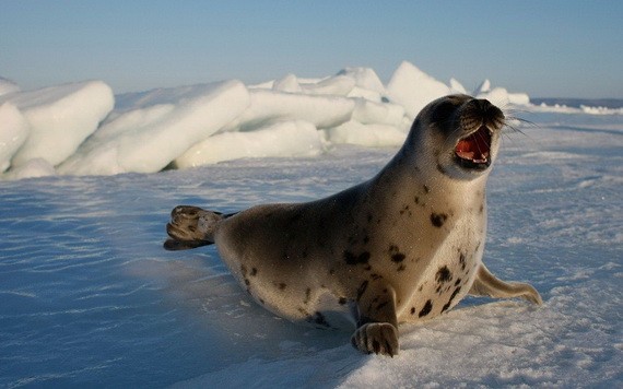 圖為北極圈內的豎琴海豹。（圖源：AFP）