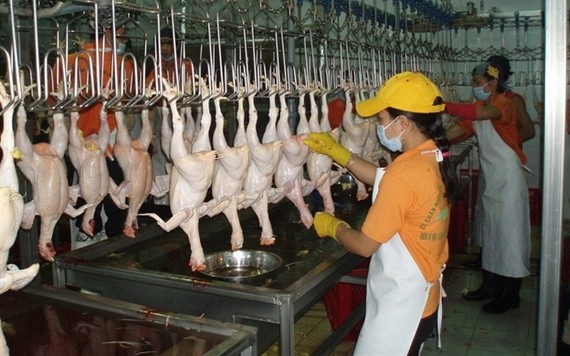 雞肉價格近日大幅上漲創新高。（示意圖源：互聯網）