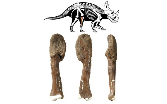 加拿大最新研究首次在恐龍化石中發現侵襲性惡性骨癌。（圖源：路透社）