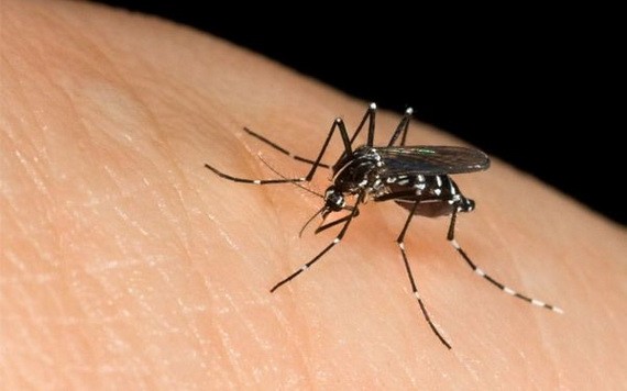 基孔肯雅熱、登革熱症及寨卡病毒等疾病均由Aedes蚊子叮咬傳播病毒所致。（圖源：互聯網）