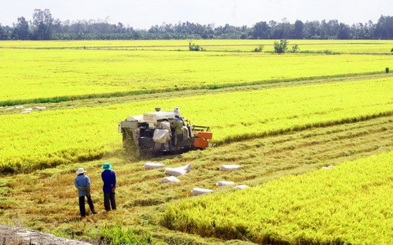 農民在收割稻穀。（圖源：高豐）