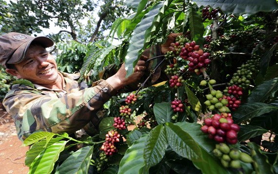 農民在收成咖啡豆。（圖源：越通社）