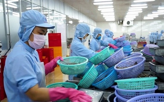 圖為某水產公司的黑虎蝦粗加工工段。（圖源：互聯網）