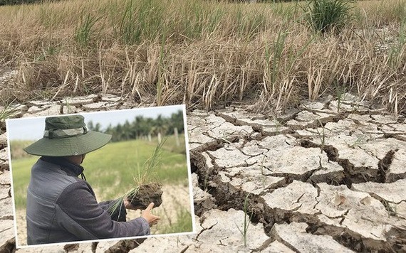2020年旱季，檳椥省逾5000公頃水稻遭受嚴重旱澇和土壤鹽鹼化災害。（圖源：北平）