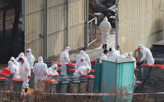 京畿道驪州市某養雞場發生禽流感高病原性疑似案例，防疫人員撲殺雞隻。（圖源：互聯網）