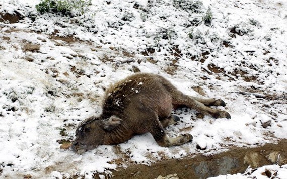沙巴山區上的一頭牛犢被凍死在嚴寒雪花飄落中。（圖源：瓊莊）