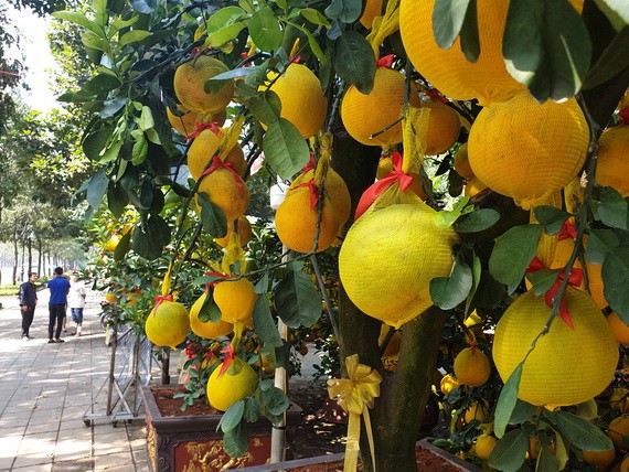 琳瑯滿目的黃柚子盆景。（圖源：N.Trí）