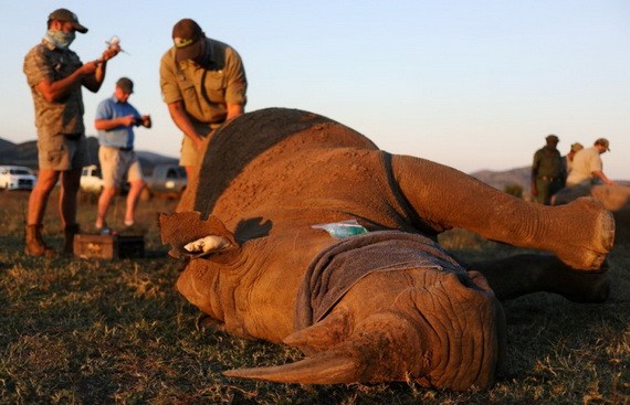 南非環境、林業與漁業部最新數據顯示，去年全國共有394頭犀牛慘遭盜獵者竊取犀牛角而死亡，但已比前年的594頭減少33%，是連續第6年犀牛盜獵活動呈現下降趨勢。圖為獸醫去年5月在該國西北省匹蘭斯堡國家公園照顧一頭犀牛，以免它遭受偷獵犀牛角。 （圖源：路透社）