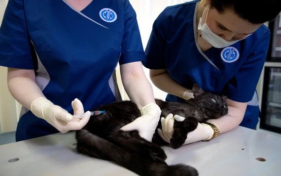 俄國莫斯科一間寵物診所獸醫廿六日為一隻寵物貓施打該國生產的動物用新冠疫苗Carnivac-Cov。（圖源：路透社）
