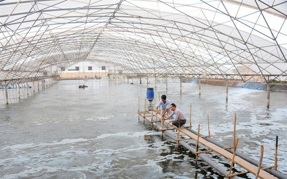 圖為茶榮省一蝦類養殖場。（圖源：互聯網）