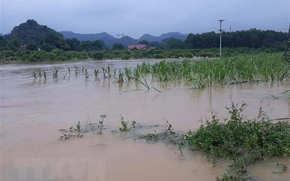 暴風雨引發洪水泛濫，淹沒農民的農作物。（圖源：越通社）