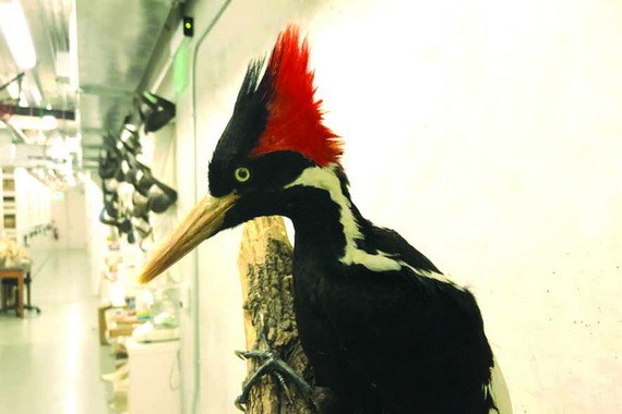 象牙喙木鳥。（圖源：互聯網）