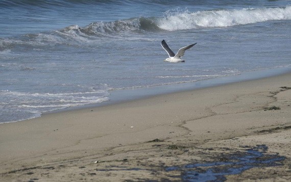 海鷗飛過被原油污染的沙灘。（圖源：互聯網）