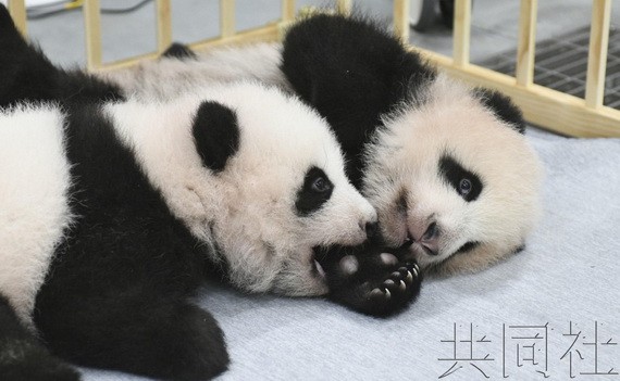 日本動物園公佈雙胞胎大熊貓寶寶姓名