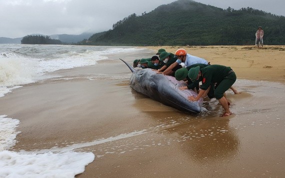 當地民眾致力解救被擱淺的鯨魚。（圖源：秋莊） 