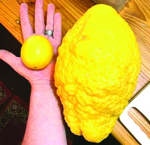園丁種出“巨型檸檬”