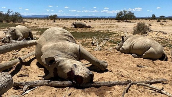 本月8日，位於開普敦郊區的一私人禁獵區就遭遇盜獵份子“洗劫”，共有四頭珍貴的非洲犀牛被射殺，其中包括一隻懷孕的雌性犀牛。（圖：Getty Images）