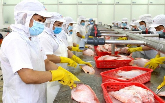 西貢水海產貿易股份公司的商品加工一瞥。