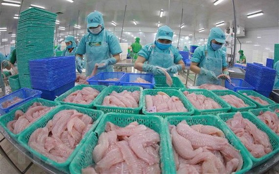 查魚加工出口。（圖：越通社）