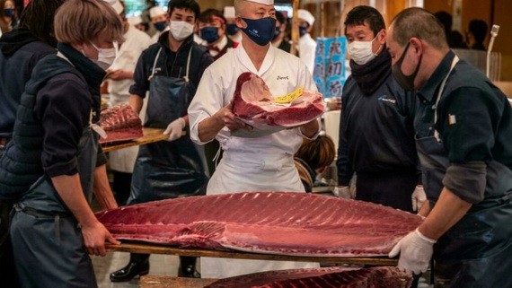 211 公斤藍鰭金槍魚拍賣成交