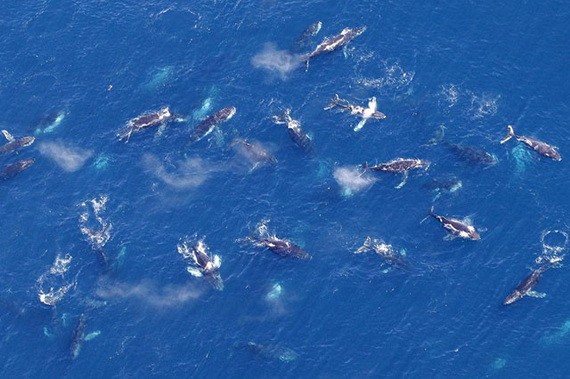 從空中觀察到的一大型座頭鯨群。（示意圖：互聯網）