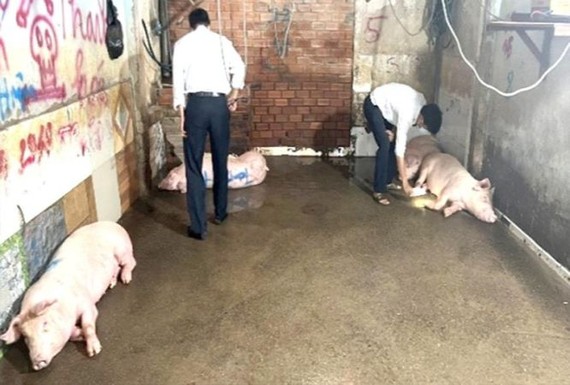 市獸醫機關發現非法屠宰單位。
