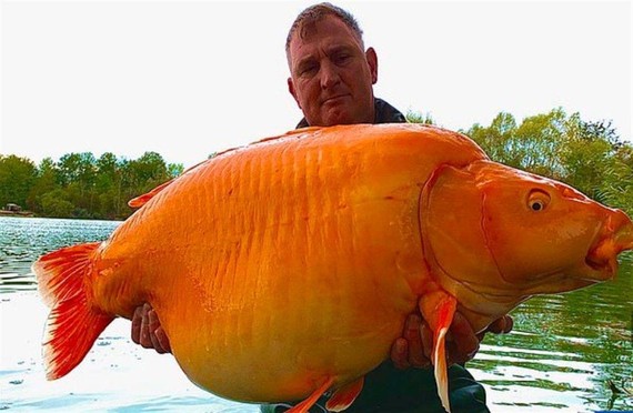 哈克特抱著自己釣起來的金魚合影留念。（圖：Bluewater Lakes臉書）