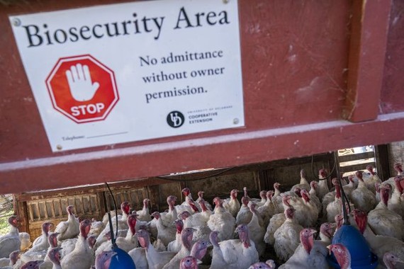 當地時間2022年11月14日，美國特拉華州湯森德，一個禁止進入鮑爾斯農場白色火雞群的警告標誌。（圖：互聯網）