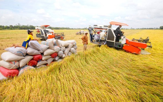 越南農產品日益受各出口市場歡迎。