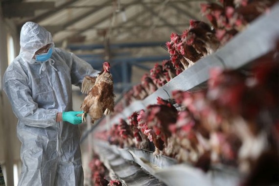 隨著一場史無前例的禽流感襲擊歐洲，法國農業部提出了在2023年秋季為家禽接種疫苗的計劃。（示意圖：路透社）