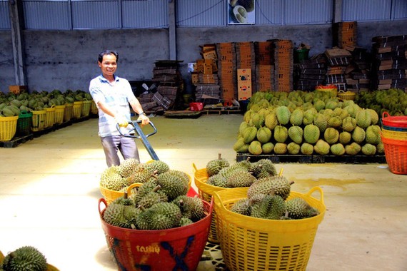 出口中國市場的榴蓮水果。