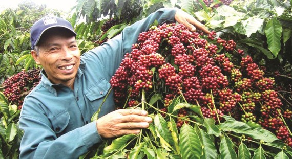 提升越南咖啡在国际市场地位