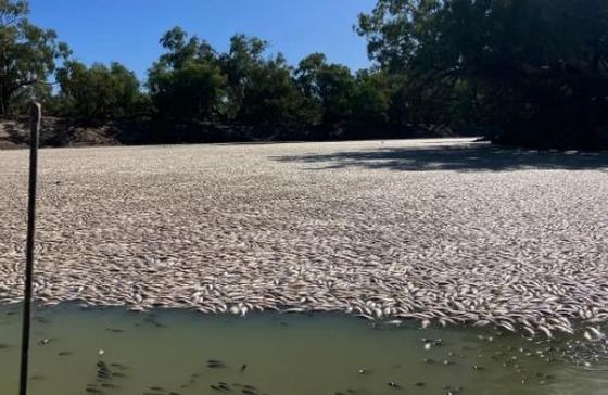 澳洲一河道现数百万条死鱼