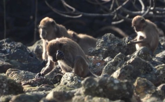 猴子能无意中造出原始石片工具。（图：互联网）