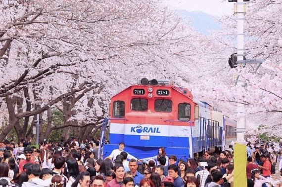 镇海军港节樱花季吸引众多游客前来观赏樱花。