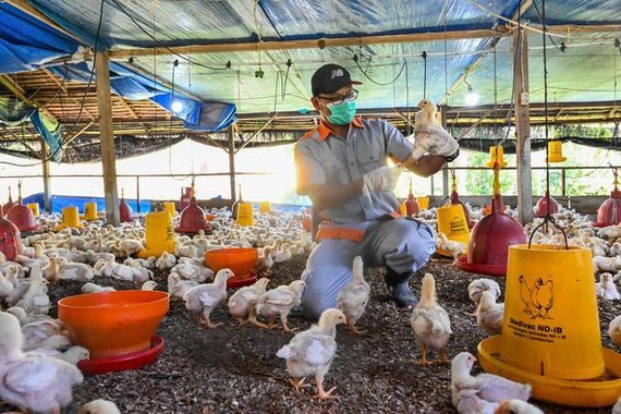 一名兽医工作人员在给鸡群施打禽流感疫苗。（示意图：互联网）