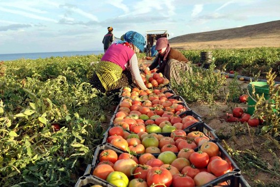 土耳其比特利斯省塔特万区的农民在一个农场采摘西红柿。（图：AA）
