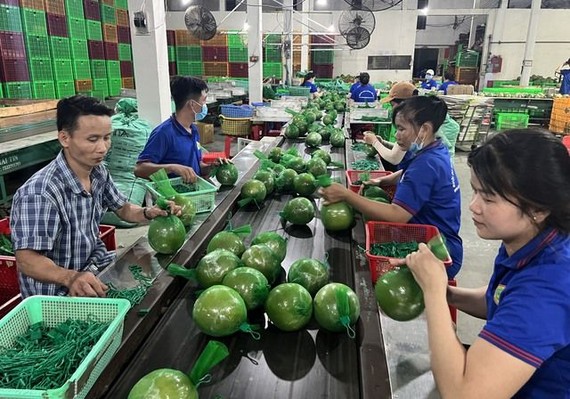 槟椥省绿皮柚子在市场上享有盛誉和销路稳定。