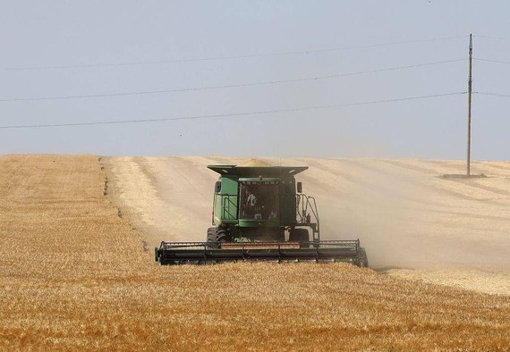 图为 2022年6月14日，在乌克兰的一处小麦田中，当地民众正在使用联合收割机收割小麦。（图：Getty Images）