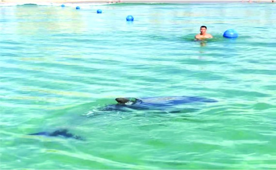 海豚在金蘭灣長灘出現