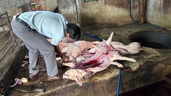 同奈省發現屠宰帶病菌死豬場