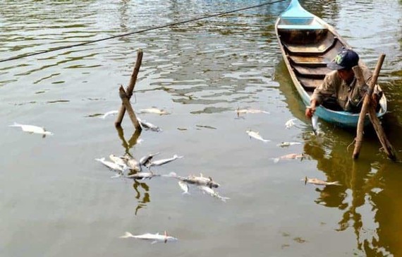 解決魚隻健康的營養措施 ảnh 1
