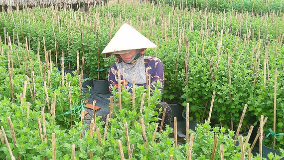 Người trồng hoa làng Kim Dinh phấn khởi vì giá hoa được mùa