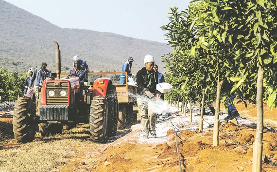 AI giải quyết vấn đề an ninh lương thực  Một nông trại tại Limpopo, Nam Phi