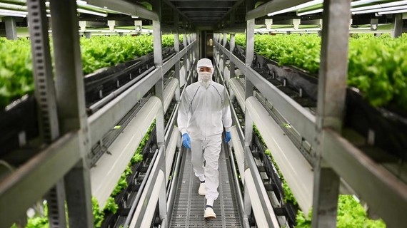 Nông trại thẳng đứng  Một nhân viên của Sprea đi giữa các "ruộng" rau công nghệ cao. Ảnh: AFP