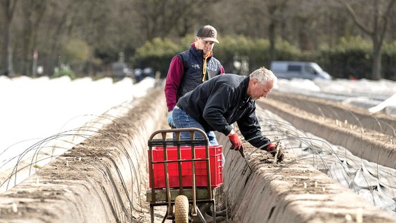 Chuỗi cung ứng thực phẩm gặp khó thời Covid-19 Các nước Tây Âu thiếu hụt trầm trọng nhân lực trong nông nghiệp