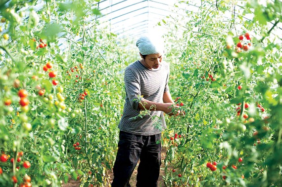 Nhật Bản muốn thu hút thêm lao động trẻ trong ngành nông nghiệp