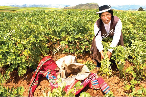 Người bản địa bảo vệ đa dạng sinh học Người Inca thu hoạch hoa màu ở Peru