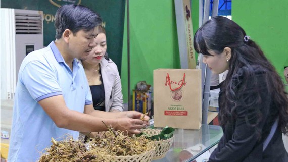 Khó quản lý giá sâm Ngọc Linh Tư vấn về sâm Ngọc Linh cho khách